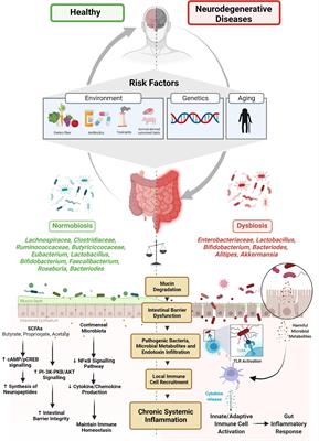 Mechanistic Insights Into Gut Microbiome Dysbiosis-Mediated Neuroimmune Dysregulation and Protein Misfolding and Clearance in the Pathogenesis of Chronic Neurodegenerative Disorders